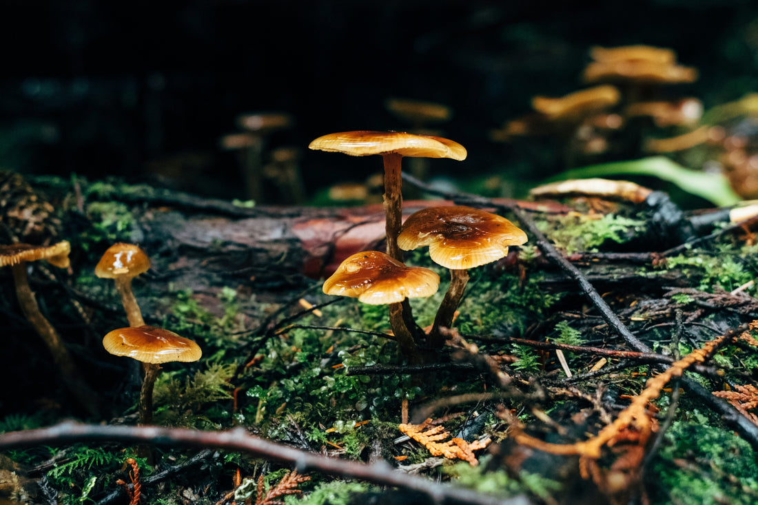 The Power of Functional Mushrooms: How They Boost Immunity, Focus, and Overall Well-Being